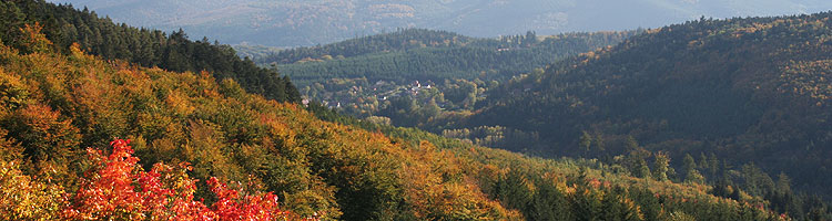 bandeau du haut